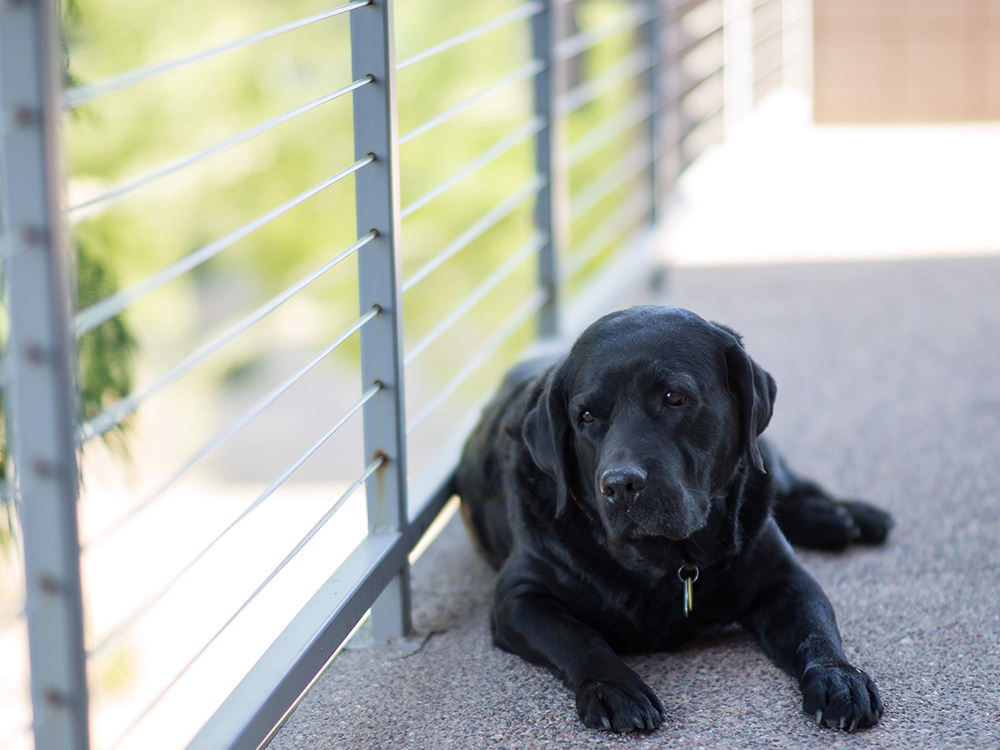 Dog Laying on Balcony Dog Laying on Balcony
